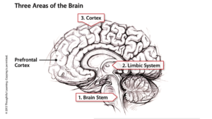School violence prevention areas of the brain